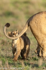 lionne et lionceaux / lioness and cubs