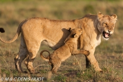 lionne et lionceaux / lioness and cubs