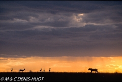 lionne en chasse / lioness hunting