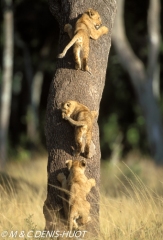 Lionceaux / lion cubs