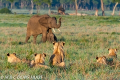 lionne et lionceaux / lioness and cubs