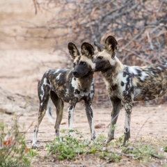 lycaon / wild dog