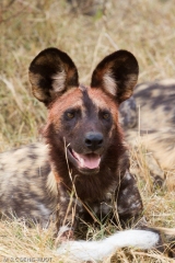 Wild dog