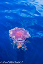 méduse / jellyfish