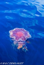 méduse / jellyfish