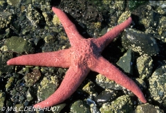 étoile de mer / sea star
