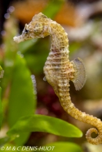 hippocampe / seahorse