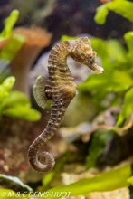 hippocampe / seahorse