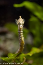 hippocampe / seahorse