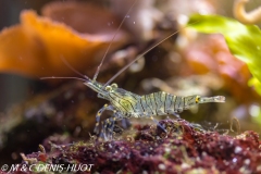 crevette bouquet / pink shrimp