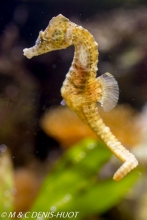 hippocampe / seahorse