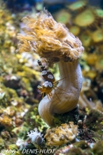 crevette sexy / sexy anemone shrimp