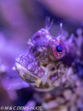 blennie rayée / jewelled blenny