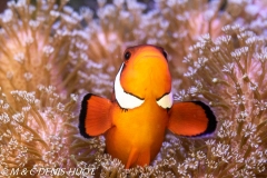 poisson clown / clownfish