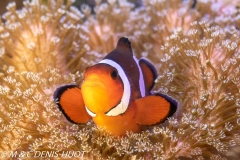 poisson clown / clownfish