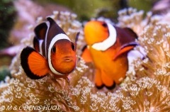 poisson clown / clownfish