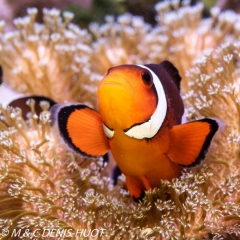 poisson clown / clownfish