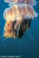 méduse / jellyfish