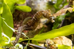 hippocampe / seahorse