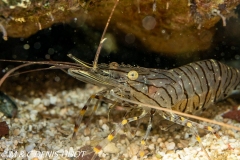 crevette bouquet / pink shrimp