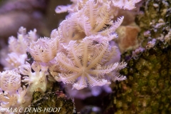 corail mou / pumping coral