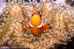 poisson clown / clownfish