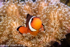 poisson clown / clownfish