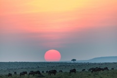 migration des gnous / wildebeest migration