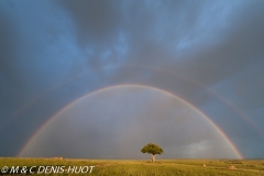 réserve de Masai-Mara / Masai-Mara game reserve