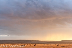 migration des gnous / wildebeest migration