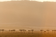 réserve de Masai-Mara / Masai-Mara game reserve