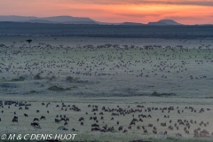 migration des gnous / wildebeest migration