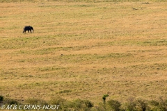 éléphant d'Afrique / african elephant