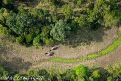 éléphant d'Afrique / african elephant