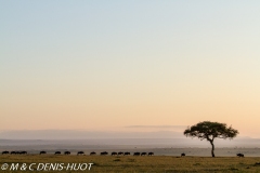 migration des gnous / wildebeest migration