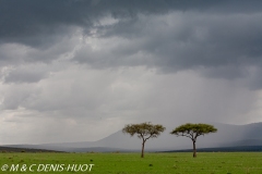 réserve de Masai-Mara / Masai-Mara game reserve