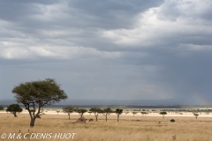 réserve de Masai-Mara / Masai-Mara game reserve