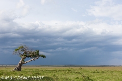 réserve de Masai-Mara / Masai-Mara game reserve