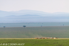 bétail Masai / Masai cattle