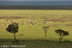 bétail Masai / Masai cattle