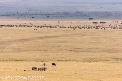 éléphant d'Afrique / african elephant