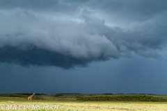 girafe Masai / Masai giraffe