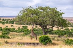 girafe Masai / Masai giraffe