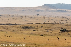 girafe Masai / Masai giraffe