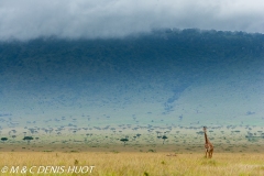 girafe Masai / Masai giraffe