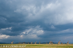 girafe Masai / Masai giraffe