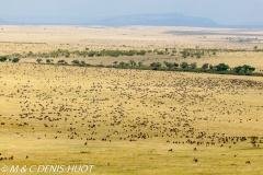 migration des gnous / wildebeest migration