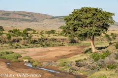 réserve de Masai-Mara / Masai-Mara game reserve