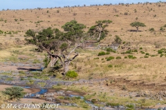 zèbre de Grant / Grant's zebra