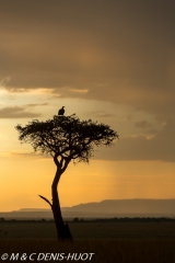 vautour oricou / lappet-faced vulture